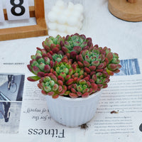 5'' Echeveria Tom Cat, Rare Live Succulent Plants