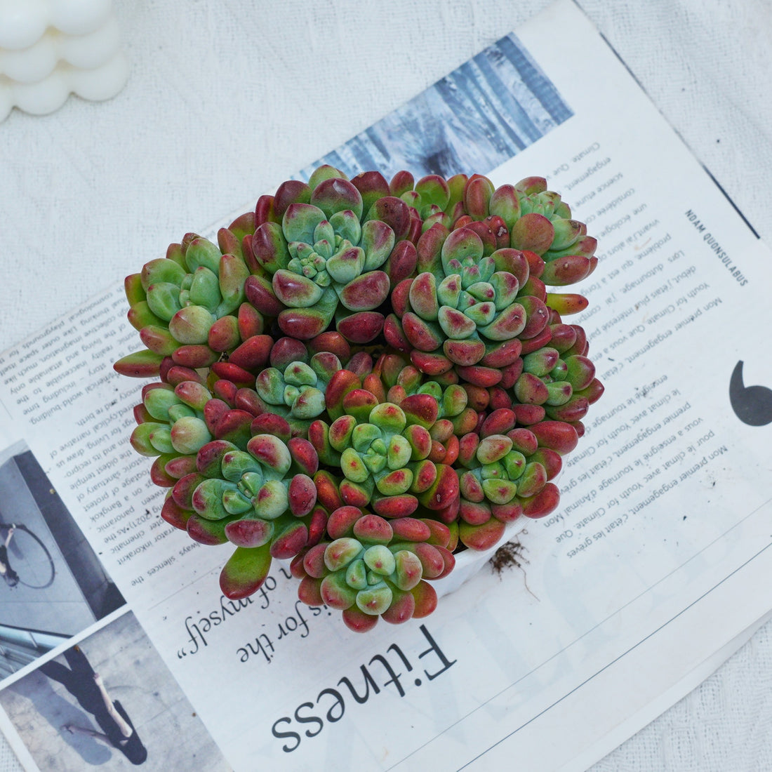 5'' Echeveria Tom Cat, Rare Live Succulent Plants