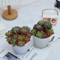 5'' Echeveria Tom Cat, Rare Live Succulent Plants