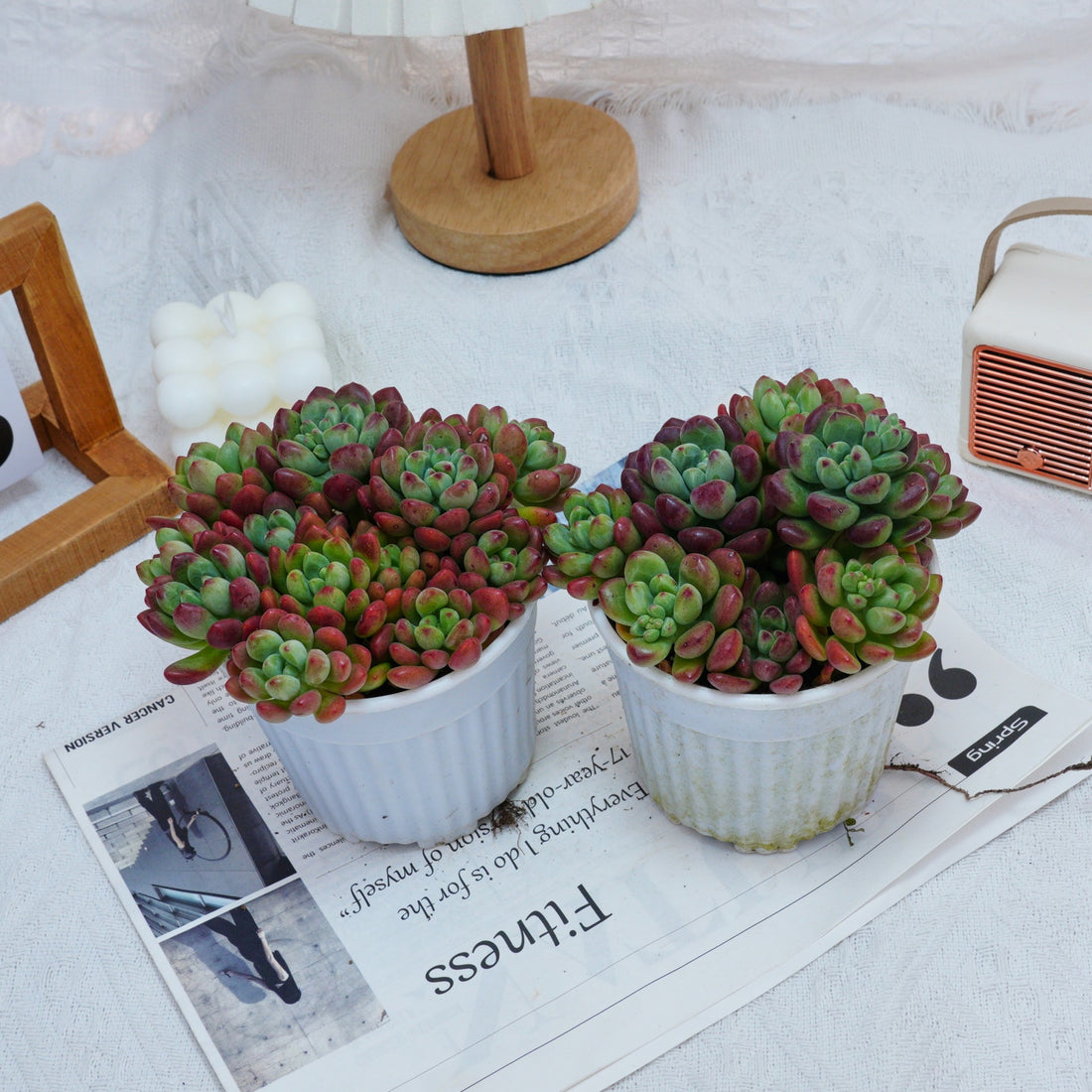 5'' Echeveria Tom Cat, Rare Live Succulent Plants