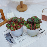 5'' Echeveria Tom Cat, Rare Live Succulent Plants
