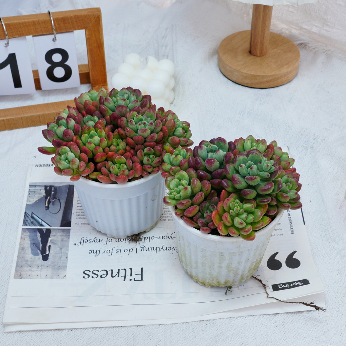 5'' Echeveria Tom Cat, Rare Live Succulent Plants