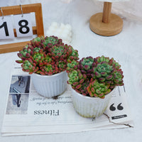 5'' Echeveria Tom Cat, Rare Live Succulent Plants