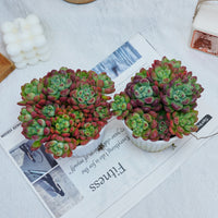 5'' Echeveria Tom Cat, Rare Live Succulent Plants
