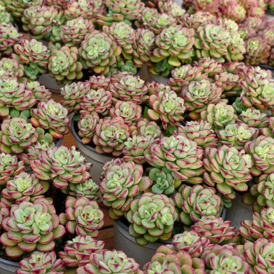 5'' Echeveria Tango, Rare Live Succulent Plants