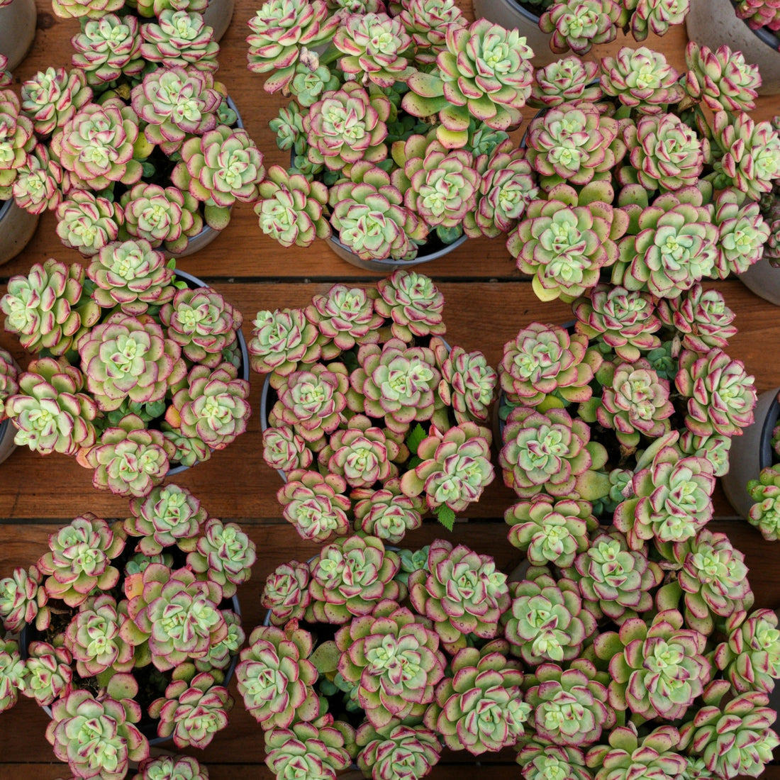5'' Echeveria Tango, Rare Live Succulent Plants