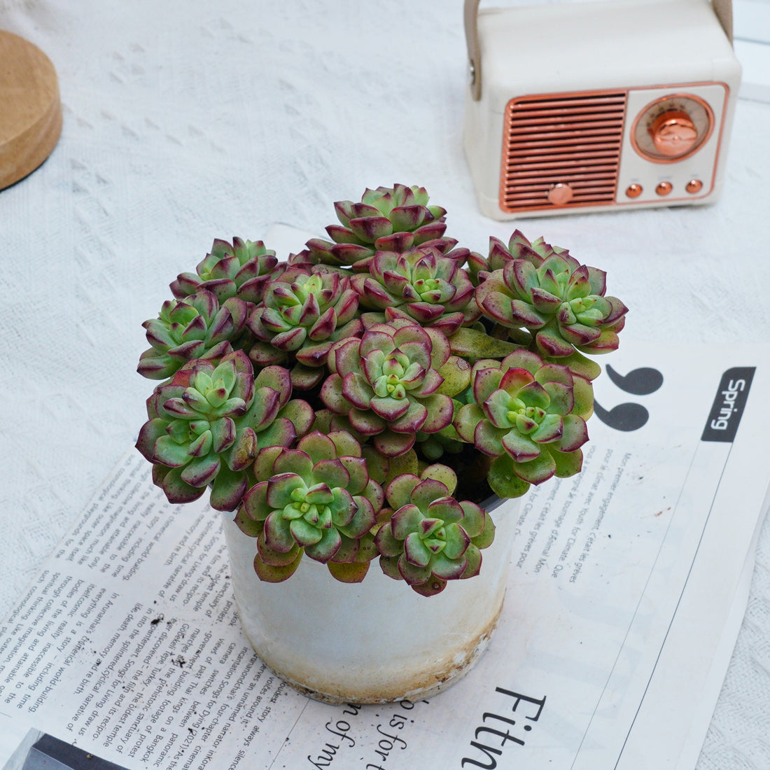 5'' Echeveria Tango, Rare Live Succulent Plants