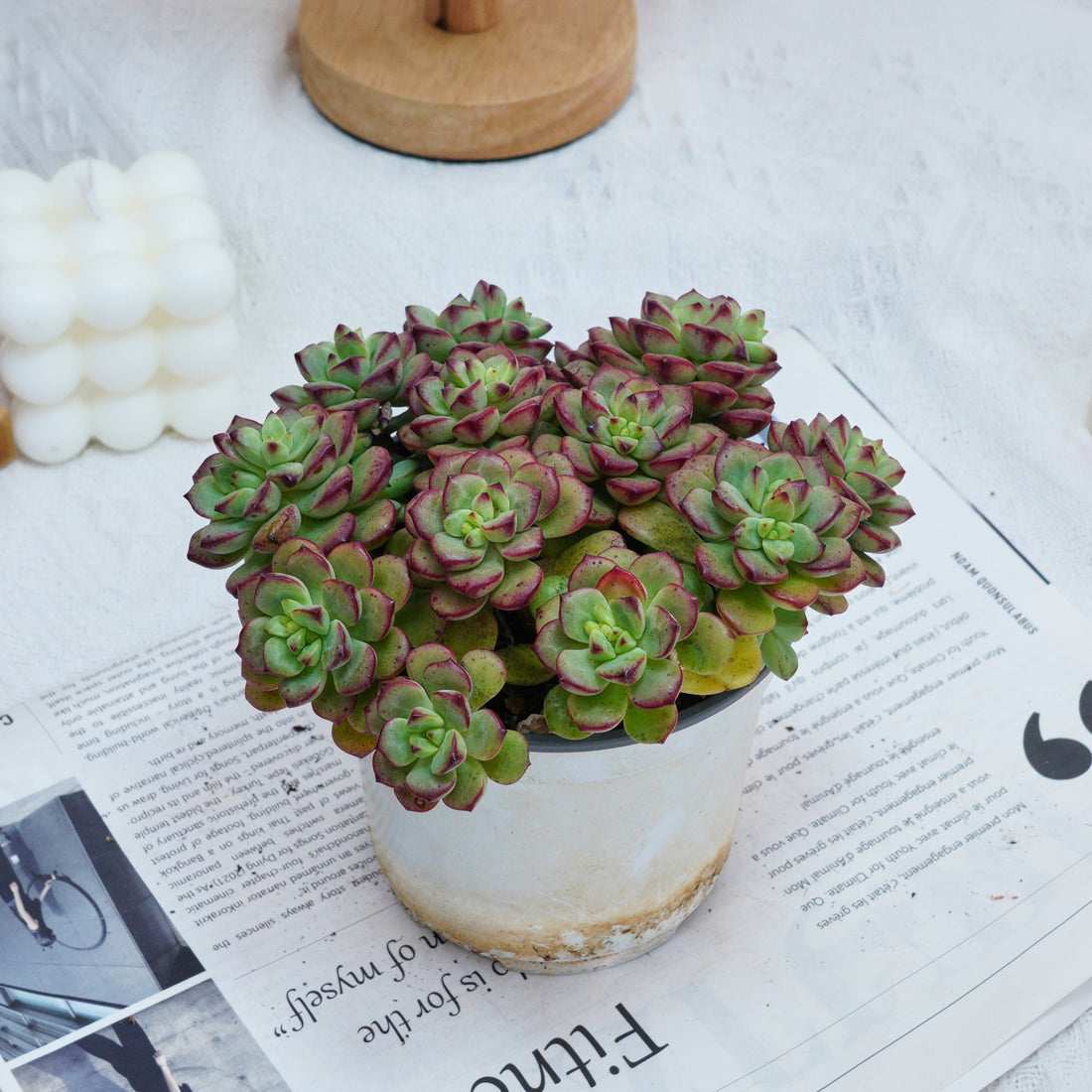 5'' Echeveria Tango, Rare Live Succulent Plants