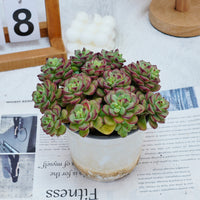 5'' Echeveria Tango, Rare Live Succulent Plants