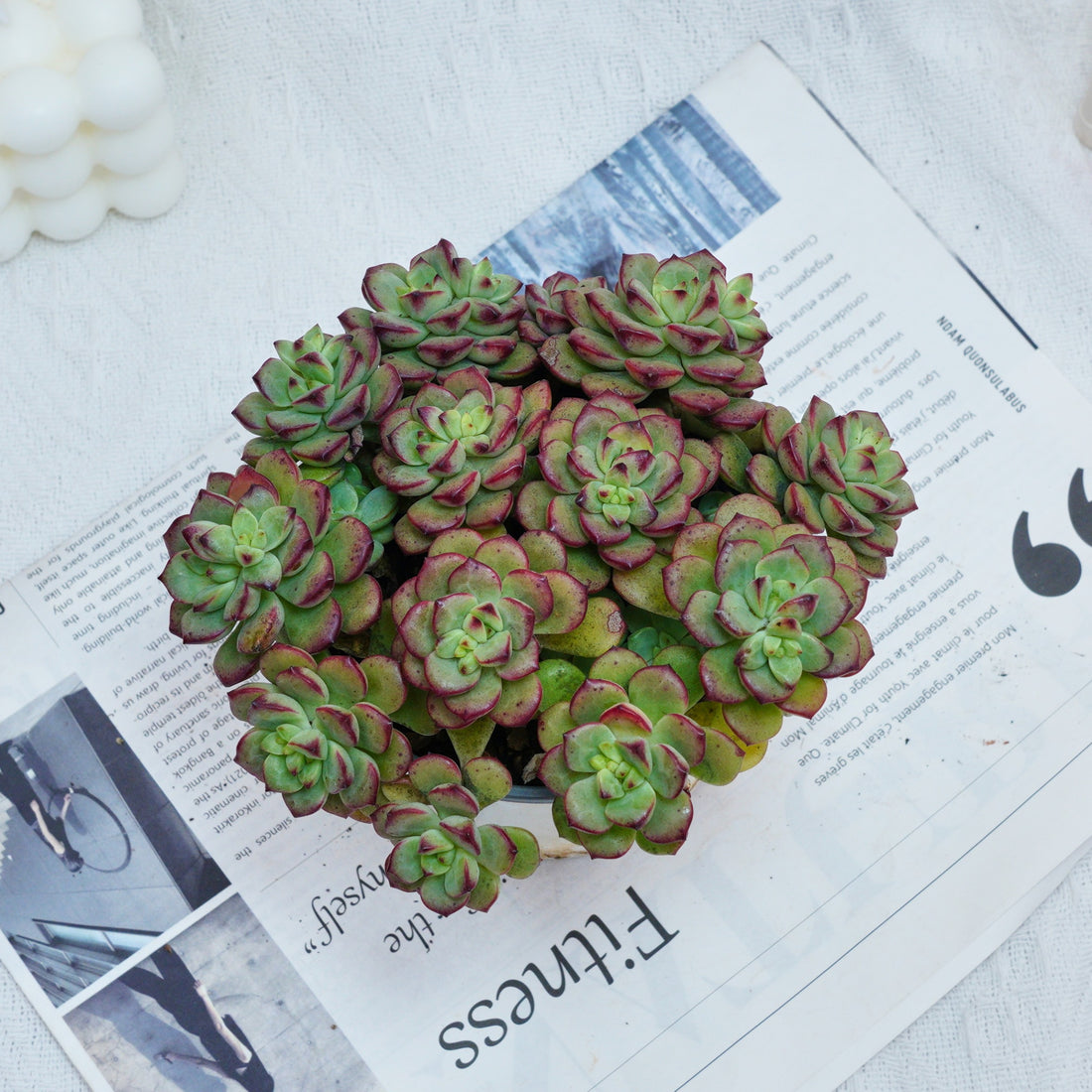 5'' Echeveria Tango, Rare Live Succulent Plants