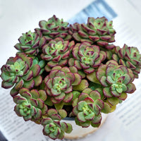5'' Echeveria Tango, Rare Live Succulent Plants