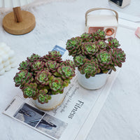 5'' Echeveria Tango, Rare Live Succulent Plants