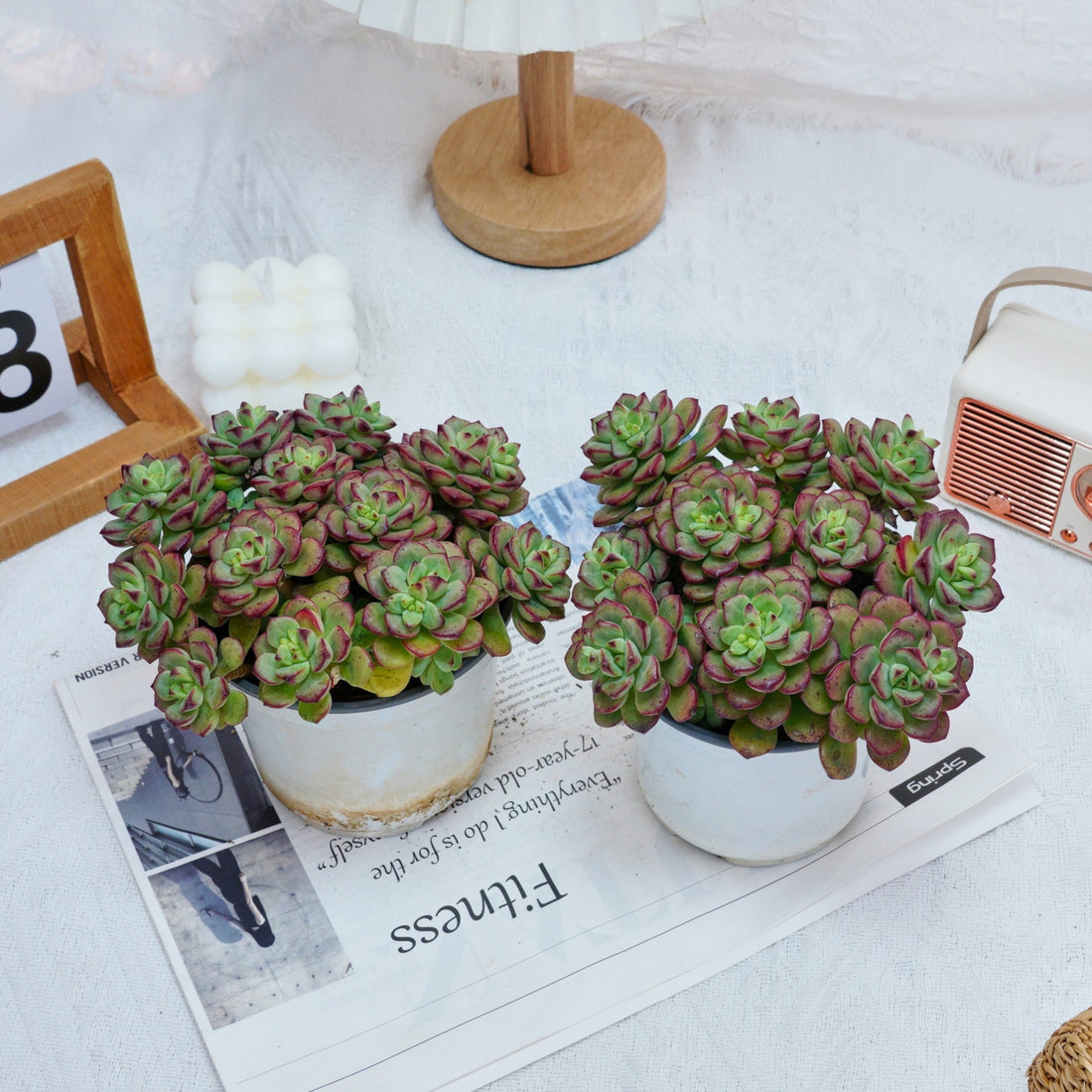5'' Echeveria Tango, Rare Live Succulent Plants