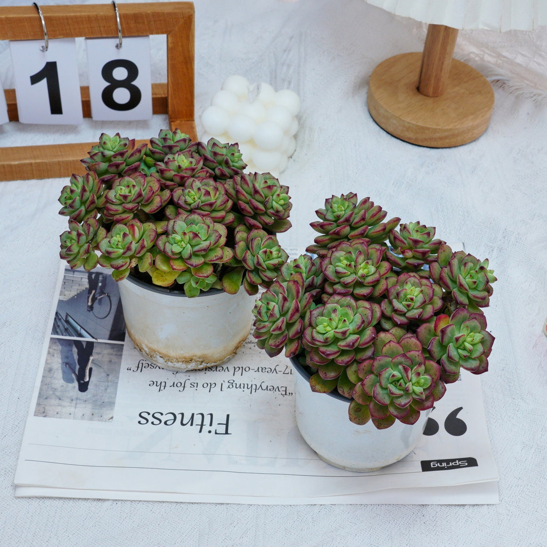 5'' Echeveria Tango, Rare Live Succulent Plants