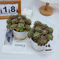 5'' Echeveria Tango, Rare Live Succulent Plants