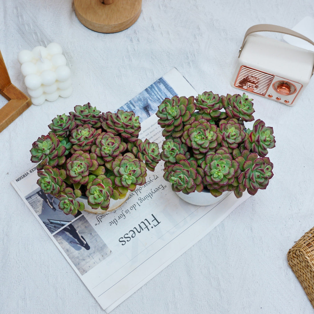 5'' Echeveria Tango, Rare Live Succulent Plants
