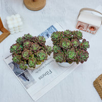 5'' Echeveria Tango, Rare Live Succulent Plants