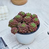 5'' Graptoveria Pearl Beans, Rare Live Succulent Plants