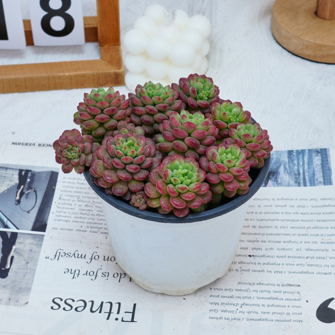 5'' Graptoveria Pearl Beans, Rare Live Succulent Plants