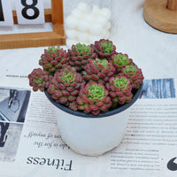 5'' Graptoveria Pearl Beans, Rare Live Succulent Plants