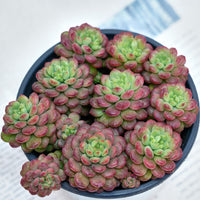 5'' Graptoveria Pearl Beans, Rare Live Succulent Plants