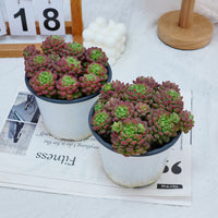5'' Graptoveria Pearl Beans, Rare Live Succulent Plants