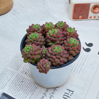 5'' Graptoveria Pearl Beans, Rare Live Succulent Plants