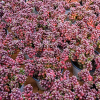 5'' Sedum Furfuraceum, Rare Live Succulent Plants