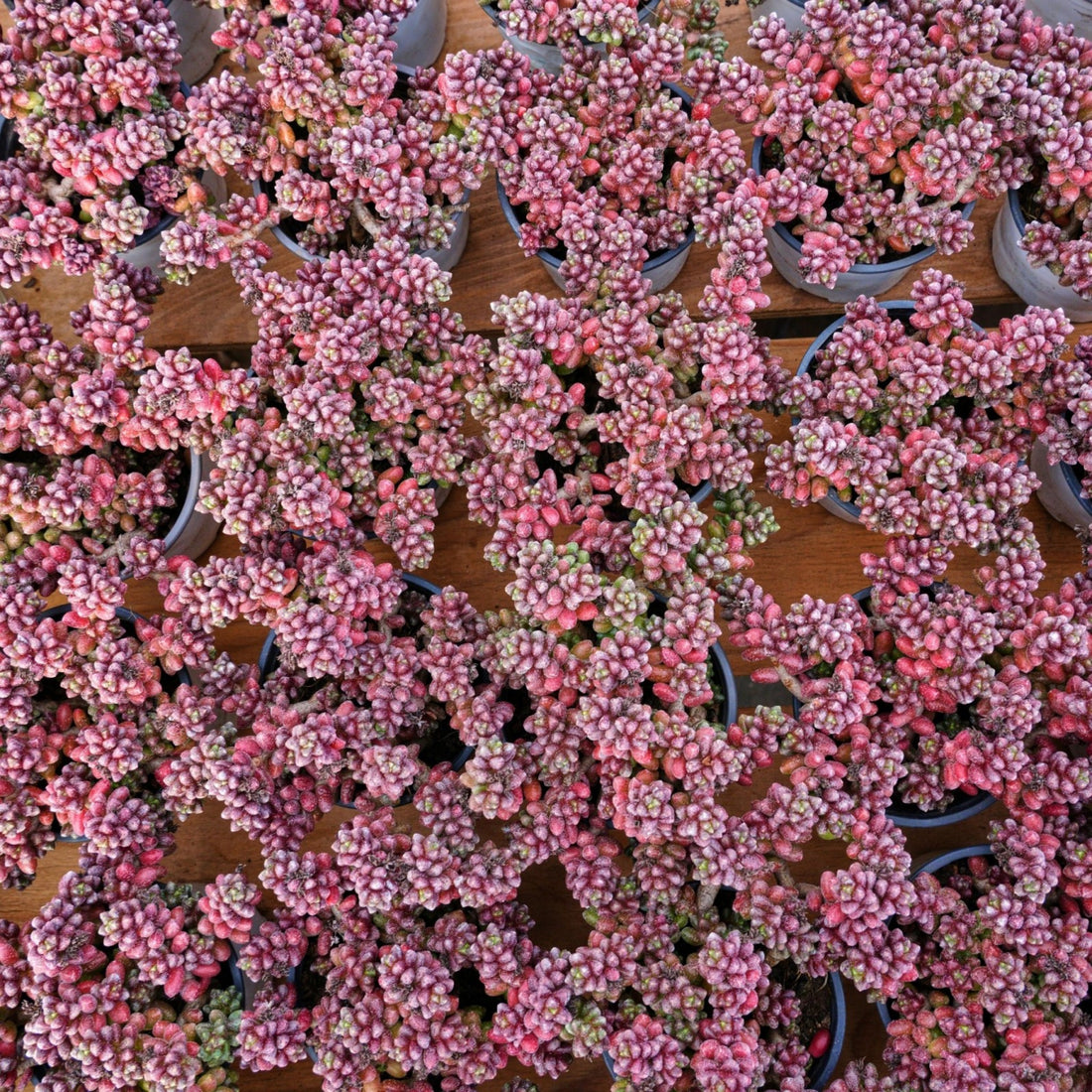5'' Sedum Furfuraceum, Rare Live Succulent Plants