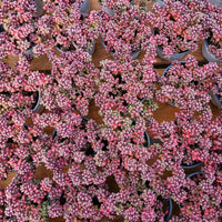 5'' Sedum Furfuraceum, Rare Live Succulent Plants