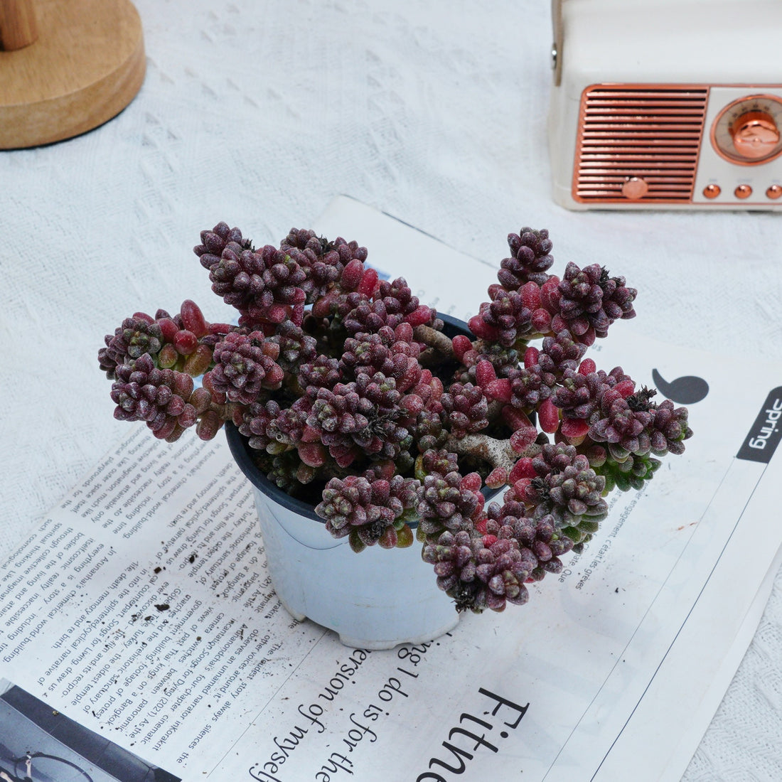 5'' Sedum Furfuraceum, Rare Live Succulent Plants