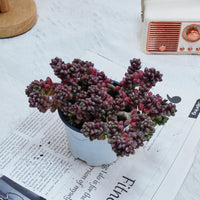 5'' Sedum Furfuraceum, Rare Live Succulent Plants