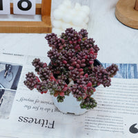 5'' Sedum Furfuraceum, Rare Live Succulent Plants