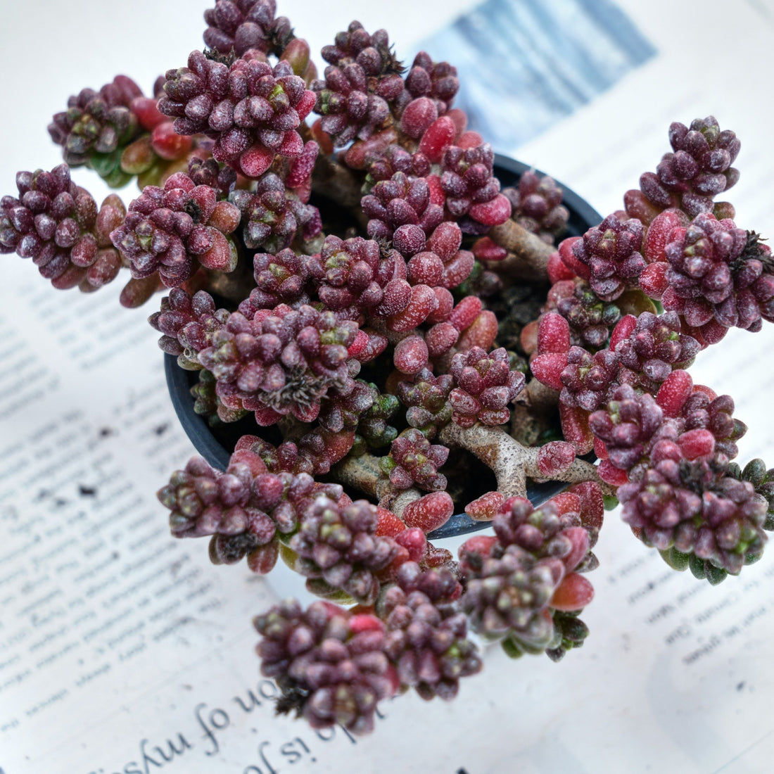 5'' Sedum Furfuraceum, Rare Live Succulent Plants