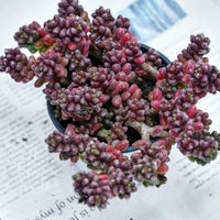 5'' Sedum Furfuraceum, Rare Live Succulent Plants