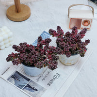 5'' Sedum Furfuraceum, Rare Live Succulent Plants