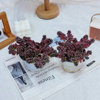 5'' Sedum Furfuraceum, Rare Live Succulent Plants