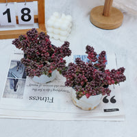 5'' Sedum Furfuraceum, Rare Live Succulent Plants