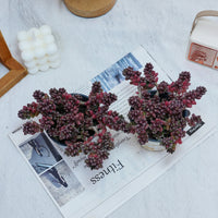 5'' Sedum Furfuraceum, Rare Live Succulent Plants