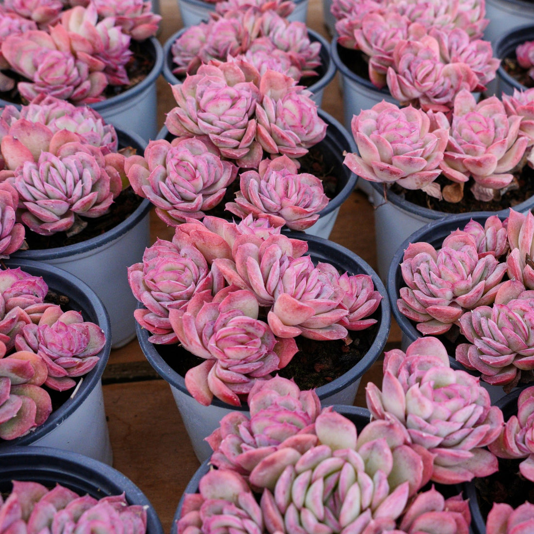 4'' Echeveria Elegans Rose, Rare Live Succulent Plants