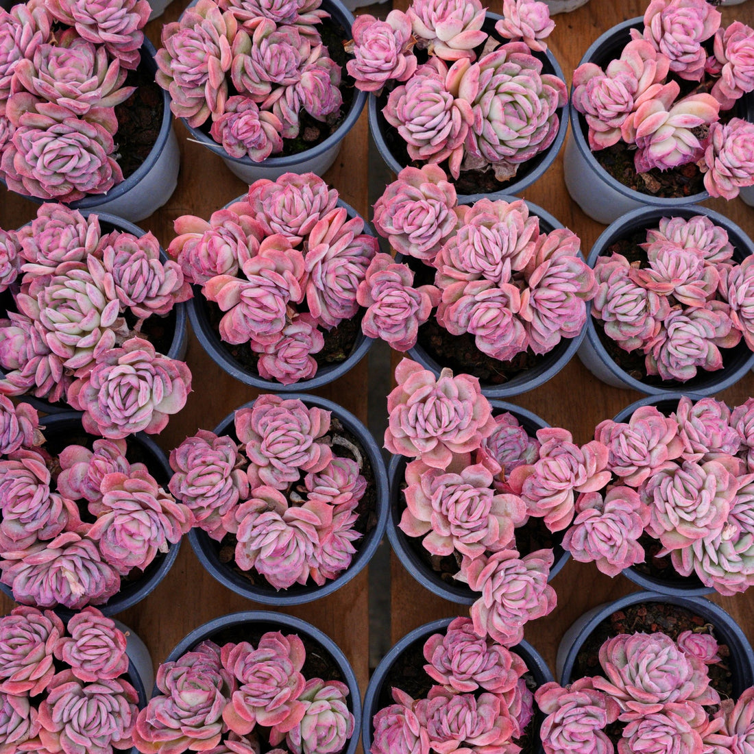 4'' Echeveria Elegans Rose, Rare Live Succulent Plants