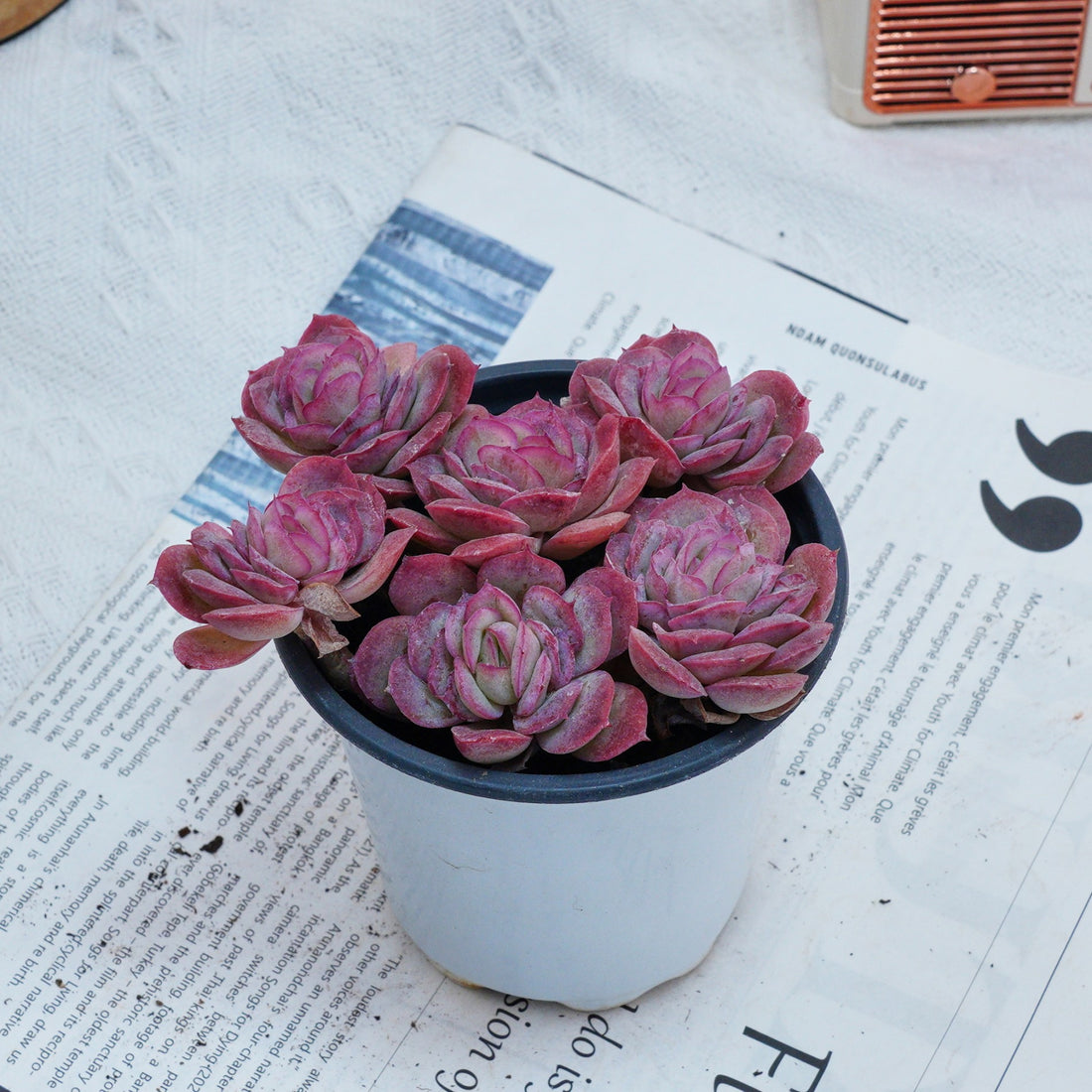 4'' Echeveria Elegans Rose, Rare Live Succulent Plants