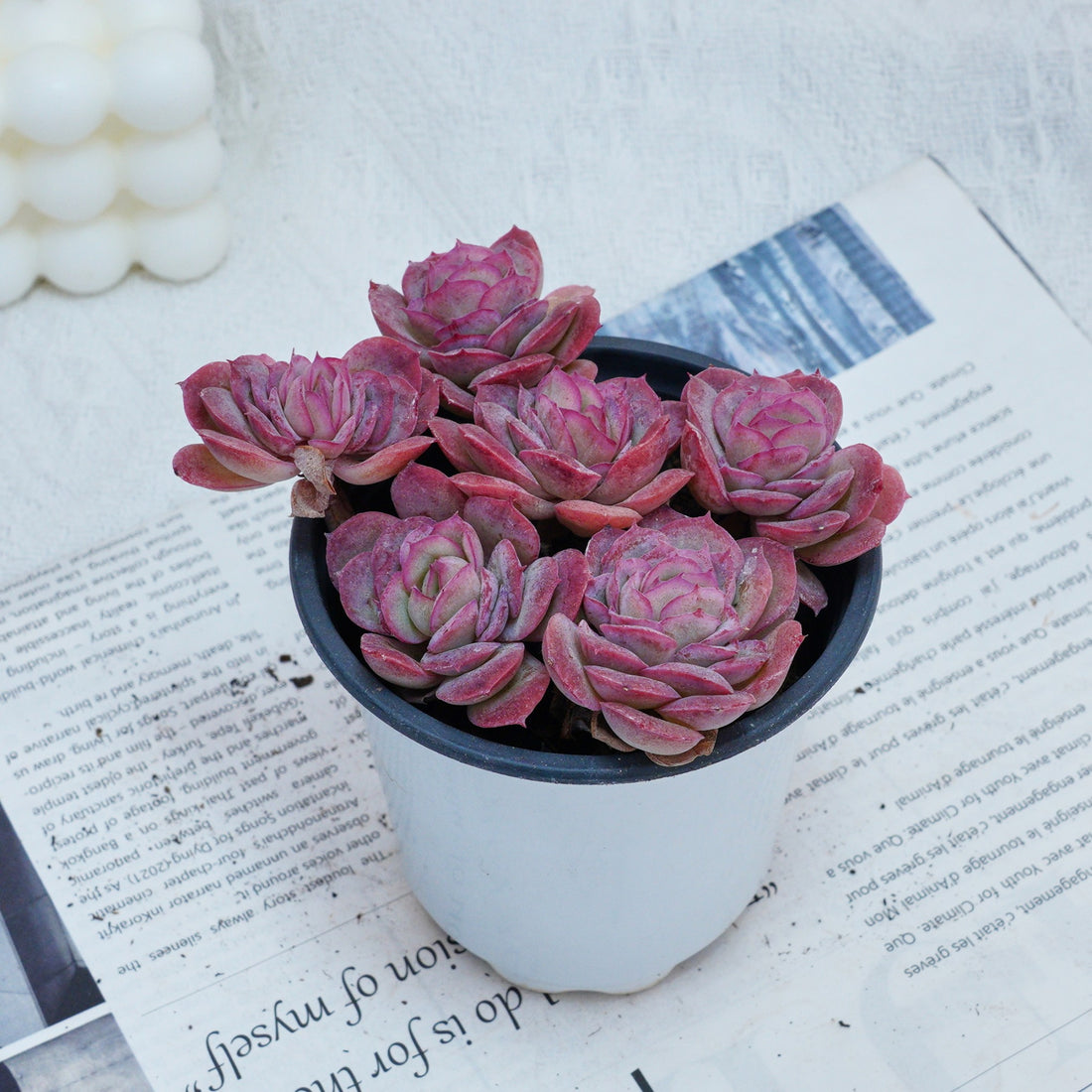 4'' Echeveria Elegans Rose, Rare Live Succulent Plants