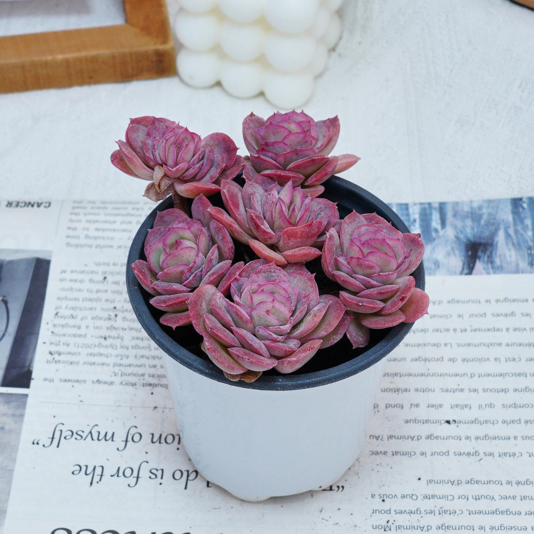 4'' Echeveria Elegans Rose, Rare Live Succulent Plants