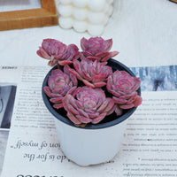 4'' Echeveria Elegans Rose, Rare Live Succulent Plants