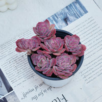 4'' Echeveria Elegans Rose, Rare Live Succulent Plants