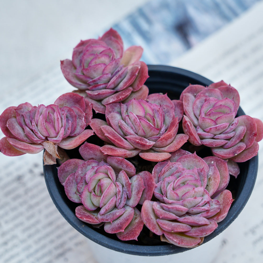 4'' Echeveria Elegans Rose, Rare Live Succulent Plants
