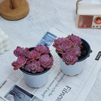 4'' Echeveria Elegans Rose, Rare Live Succulent Plants