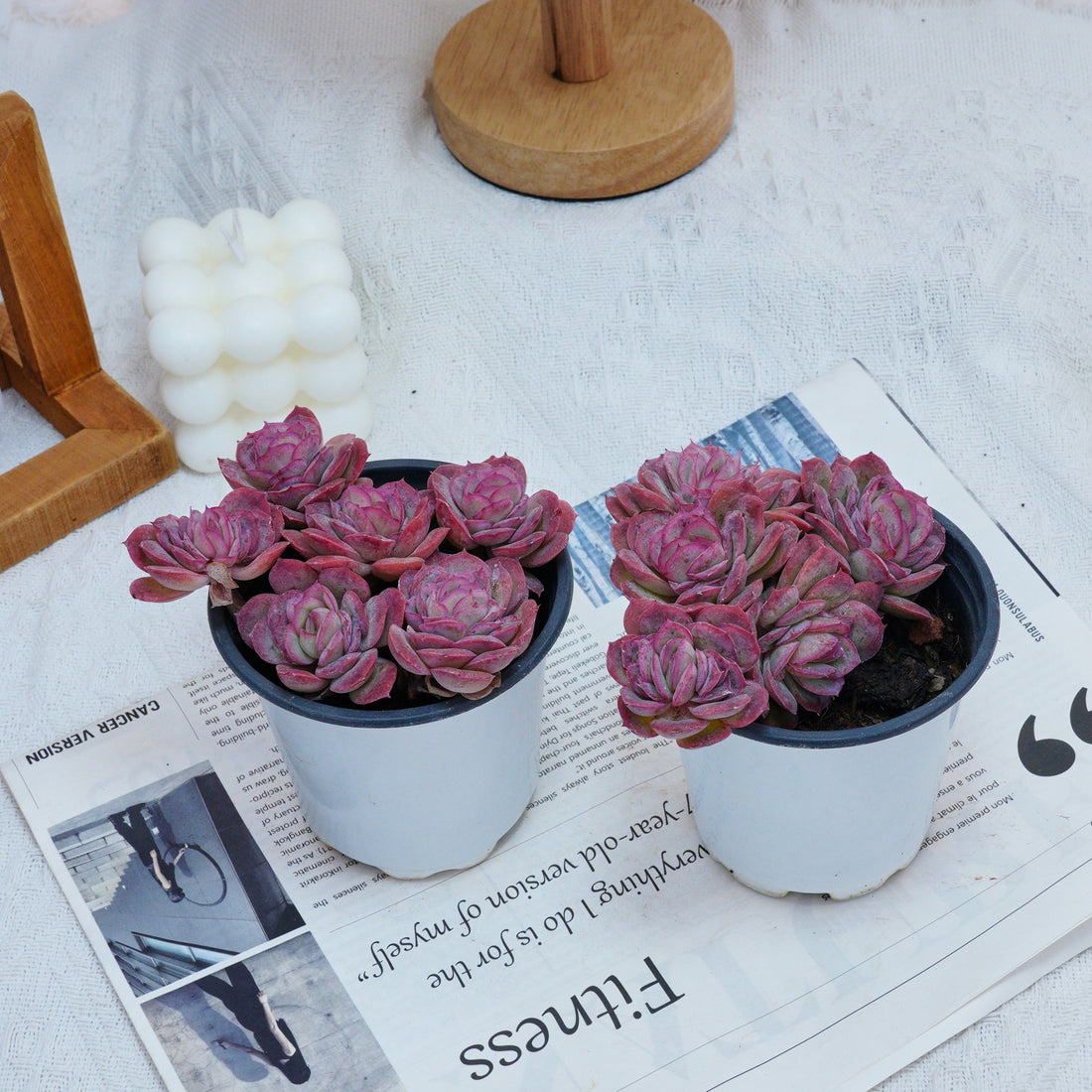 4'' Echeveria Elegans Rose, Rare Live Succulent Plants