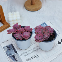 4'' Echeveria Elegans Rose, Rare Live Succulent Plants
